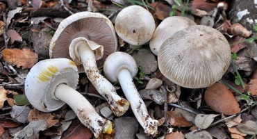 Známky jedovatých hub a následky jejich konzumace